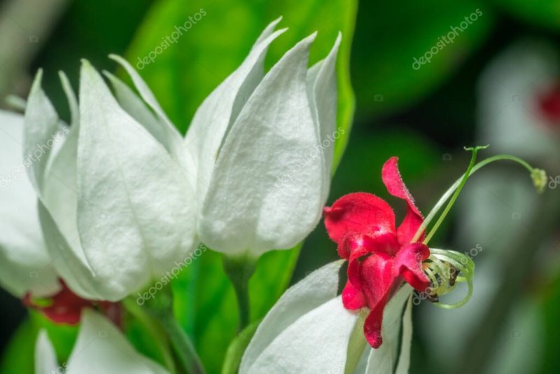 SARCILLOS ROJO VERDE Y BLAMCO FLOR CORAZ